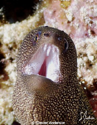 Open up and say ah!!!!!!!!!!! This image of a Goldentail ... by Steven Anderson 